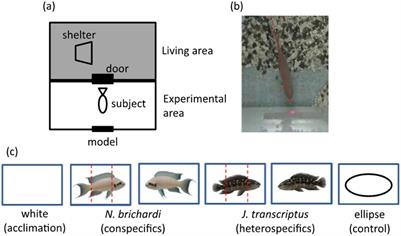 The ability of teleost fishes to recognize individual faces suggests an early evolutionary origin in vertebrates